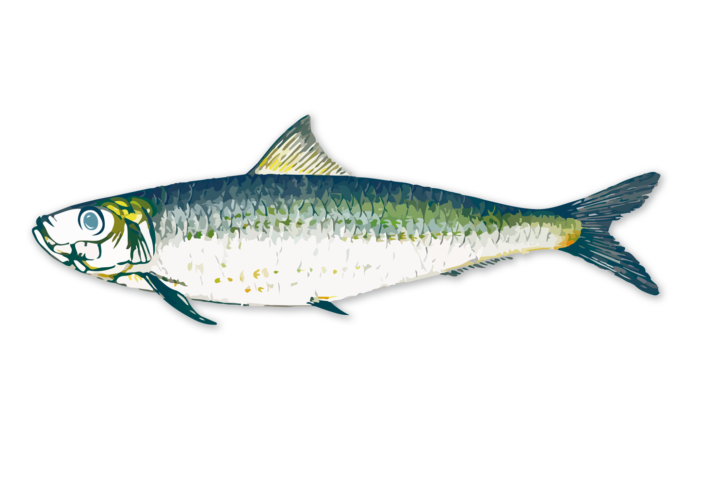 Sardina